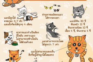 ข้อเท็จจริงเกี่ยวกับแมว ที่คุณอาจไม่เคยรู้