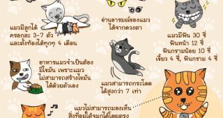 ข้อเท็จจริงเกี่ยวกับแมว ที่คุณอาจไม่เคยรู้