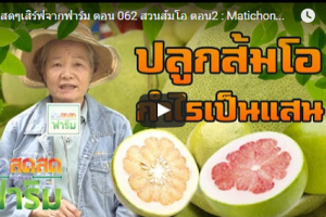 เกษตรกรนนทบุรี พลิกสวนทุเรียน ปลูกส้มโอ รสชาติดี๊ดี ไม่แพ้ทุเรียนนนท์ (ชมคลิป)