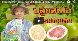 เกษตรกรนนทบุรี พลิกสวนทุเรียน ปลูกส้มโอ รสชาติดี๊ดี ไม่แพ้ทุเรียนนนท์ (ชมคลิป)