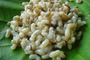 ไอเดียสุดเจ๋ง!! เกษตรกรบุรีรัมย์ จำลองธรรมชาติ เลี้ยงมดแดงนอกฤดู ทำรายได้สุดฟิน