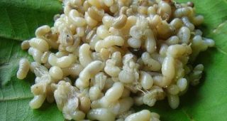 ไอเดียสุดเจ๋ง!! เกษตรกรบุรีรัมย์ จำลองธรรมชาติ เลี้ยงมดแดงนอกฤดู ทำรายได้สุดฟิน