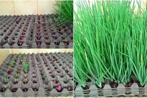 ไอเดียสุดเจ๋ง! ปลูกหอมไร้ดินในถาดไข่…คนรักผักต้องลอง!!