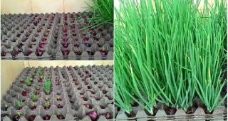 ไอเดียสุดเจ๋ง! ปลูกหอมไร้ดินในถาดไข่…คนรักผักต้องลอง!!