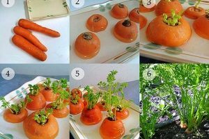 6 วิธีปลูกผักสวนครัว ไว้กินเองที่บ้าน ด้วยขั้นตอนง่าย ๆ ไม่ต้องใช้พื้นที่เยอะ