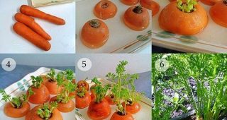 6 วิธีปลูกผักสวนครัว ไว้กินเองที่บ้าน ด้วยขั้นตอนง่าย ๆ ไม่ต้องใช้พื้นที่เยอะ