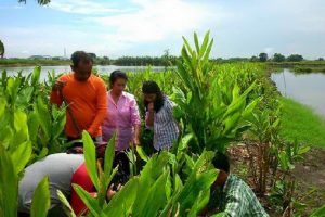 ปลูกข่าข้างบ่อปลา สร้างรายได้ถึง 400,000 บาท/ไร่