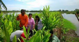 ปลูกข่าข้างบ่อปลา สร้างรายได้ถึง 400,000 บาท/ไร่