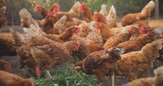 สุดยอด! วิธีการเลี้ยงไก่ไข่ ให้ไข่ดก ไข่แดง ไข่ฟองใหญ่ เป็นที่ต้องการของตลาด