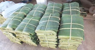 ปลูกกล้วยขายใบ...โกยเงินชิลๆ เดือนละ 40,000-50,000 บาท