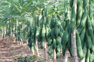 เทคนิคการปลูกมะละกอแขกดำ ศรีสะเกษ…ให้ติดผลดก เนื้อหวาน น้ำหนักดี