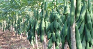 เทคนิคการปลูกมะละกอแขกดำ ศรีสะเกษ…ให้ติดผลดก เนื้อหวาน น้ำหนักดี