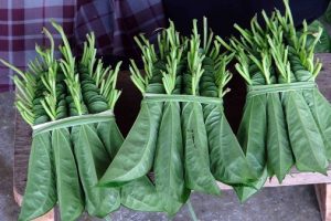 กลายเป็นอาชีพหลัก! กลุ่มชุมชนฯ หันปลูกพลูข้าว โกยวันละพันบ. ตลาดต้องการสูง