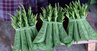 กลายเป็นอาชีพหลัก! กลุ่มชุมชนฯ หันปลูกพลูข้าว โกยวันละพันบ. ตลาดต้องการสูง