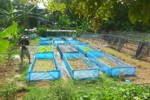 เกษตรผสมผสาน วิถีพอเพียง บนพื้นที่ 2 ไร่ ที่สิงห์บุรี