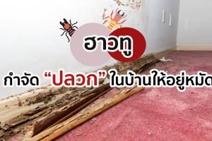 ฮาวทู..กำจัดปลวกในบ้านให้อยู่หมัด