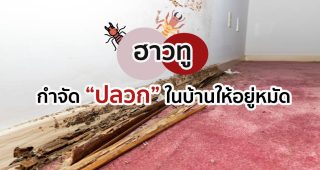 ฮาวทู..กำจัดปลวกในบ้านให้อยู่หมัด