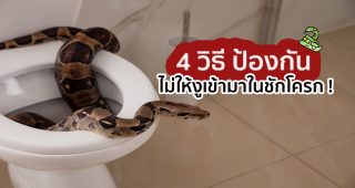 4 วิธี ป้องกัน ไม่ให้งูเข้ามาในชักโครก !