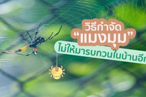 วิธีกำจัด